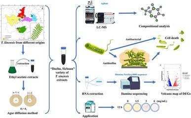 生命科學(xué)學(xué)院夏險(xiǎn)副教授團(tuán)隊(duì)于國(guó)際TOP期刊發(fā)表重要研究成果，引領(lǐng)自然科學(xué)前沿探索